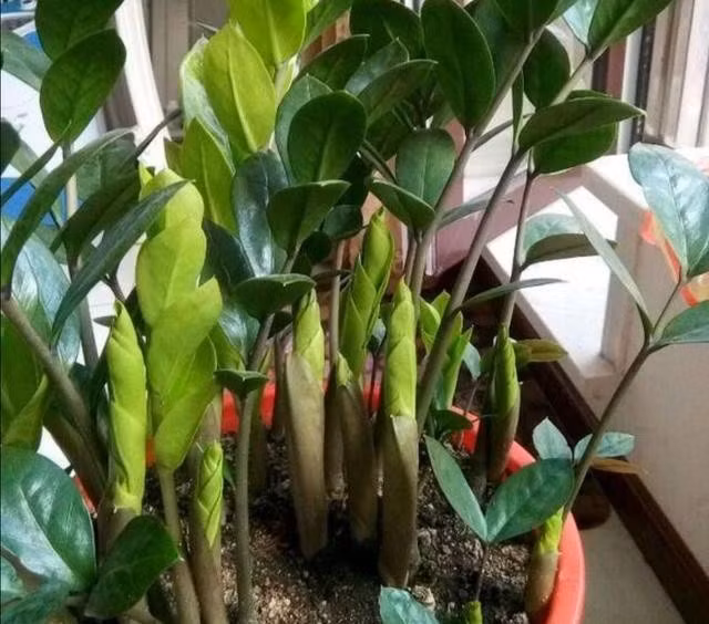 Đã có rất nhiều trường hợp trẻ em phải cấp cứu vì ngộ độc lá kim tiền. Điển hình là trường hợp của một em bé hơn 5 tuổi tại Ninh Bình vào năm 2020. Theo đó, khi đang chơi em bé bỗng bật khóc và kêu đau họng, không nói được mà khạc liên tục.