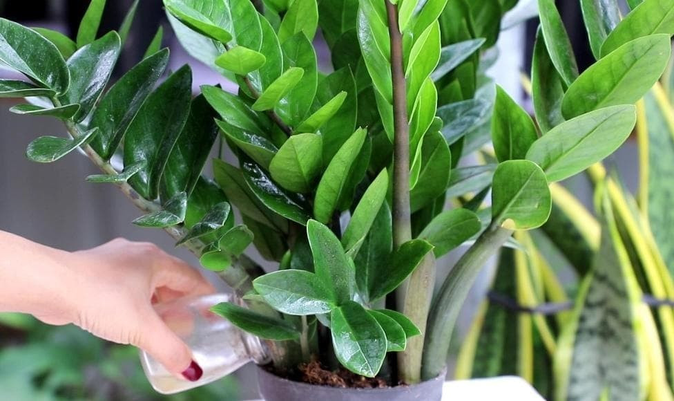 Người nhà kiểm tra xung quanh thì thấy có lá cây kim tiền có vết cắn ở dưới đất. Em bé nhập viện trong tình trạng run toàn thân, xuất huyết vùng da dưới mắt. May mắn là em bé chưa nuốt lá kim tiền mà mới chỉ cắn.