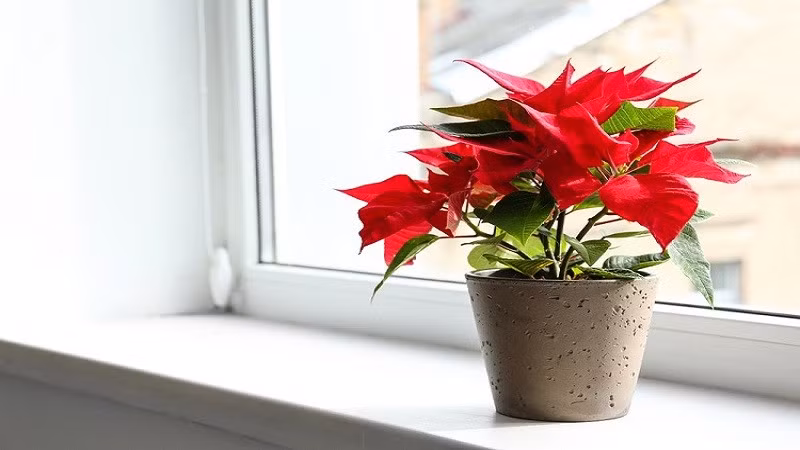 Vị trí đặt: Bàn học, phòng khách hoặc nơi làm việc – tượng trưng cho trí tuệ và thành công.