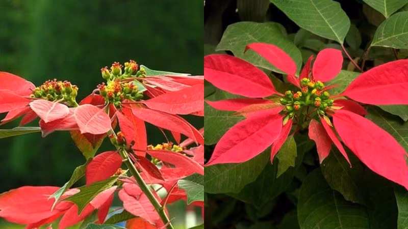 Lợi ích đời sống: Cây nhỏ, dễ chăm sóc, chỉ cần đặt ở nơi có ánh sáng gián tiếp.