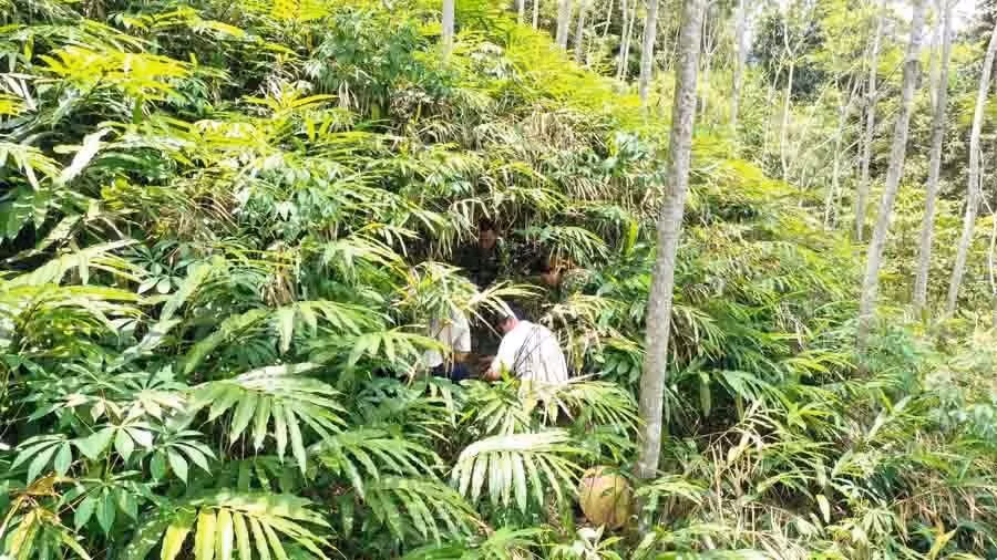 Khi rắn lần theo dấu mồi, khu vực trồng sa nhân dễ trở thành nơi nguy hiểm tiềm tàng. Nếu muốn trồng, hãy để chậu sa nhân xa nhà, dọn cỏ thường xuyên và kiểm tra kỹ quanh gốc cây.