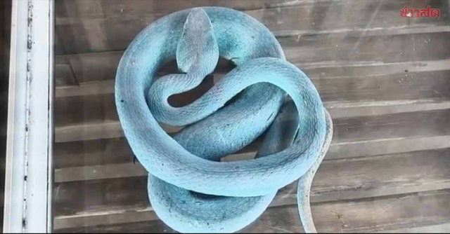 Hiện con rắn được gia đình cho ăn tắc kè và vẫn trong tình trạng khỏe mạnh. (Ảnh: Line)