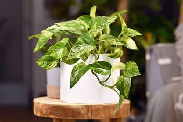 Ý nghĩa phong thủy: Trầu bà hút tài lộc, hóa giải tà khí. Trong phong thủy, cây mang lại may mắn, bình an, giúp thu hút vượng khí. Trầu bà xanh tượng trưng cho sự bền vững, vàng mang đến may mắn.