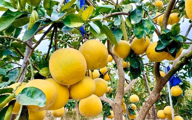 Cây bưởi bonsai dáng gọn gàng, quả trĩu cành, vừa làm đẹp vừa mang ý nghĩa no đủ, hưng thịnh. Đặc biệt, hoa bưởi nở trắng muốt, hương thơm nhẹ nhàng lan tỏa khắp nhà, tạo cảm giác dễ chịu và thư thái.