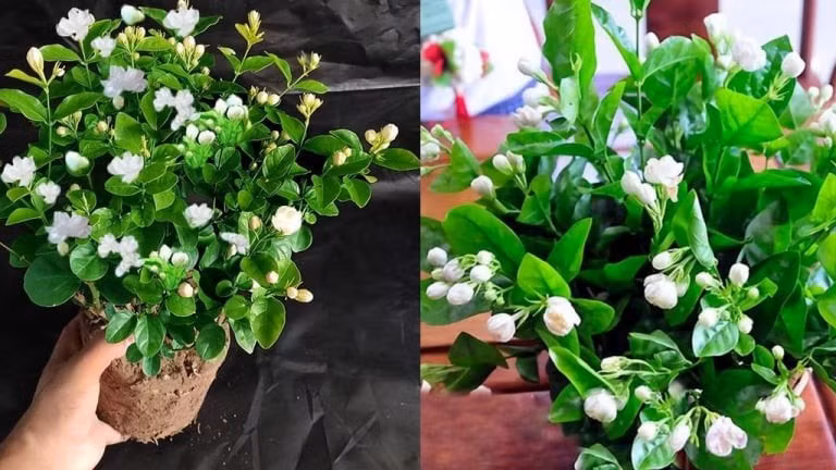  Hoa nhài: Hương nồng, dễ gây rối loạn không gian thờ tự. Hoa nhài có kích thước nhỏ, màu trắng thanh khiết và hương thơm ngào ngạt. Tuy nhiên, hương thơm này dù dễ chịu trong không gian sinh hoạt nhưng lại được cho là quá mạnh khi đặt trong phòng thờ. Mùi của hoa nhài dễ lấn át mùi hương trầm, khiến không gian thờ tự mất đi sự thanh tịnh cần có.