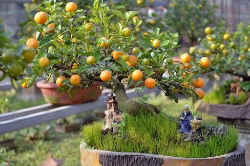 Quan trọng hơn, chúng cần rất ít sự chăm sóc; chỉ cần tưới nước mỗi tuần một lần và tỉa cành thỉnh thoảng là đủ và cây cảnh sẽ vẫn tươi tốt và xanh mướt ngay cả sau khi ra hoa.