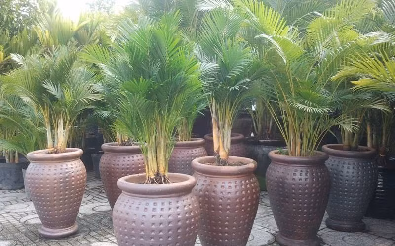  4. Cây cau cảnh: Ngày xưa hầu như nhà nào cũng trồng cau trước sân, không chỉ vì đẹp mà còn bởi cau giúp lưu thông sinh khí, xua tà khí. Thân cau thẳng tắp tượng trưng cho chính trực, còn tàu lá vươn lên biểu hiện cho sự phát triển không ngừng. Nhà có hàng cau đứng trước hiên, người ta tin đó là dấu hiệu của gia đạo yên lành, con cháu hiếu thuận.