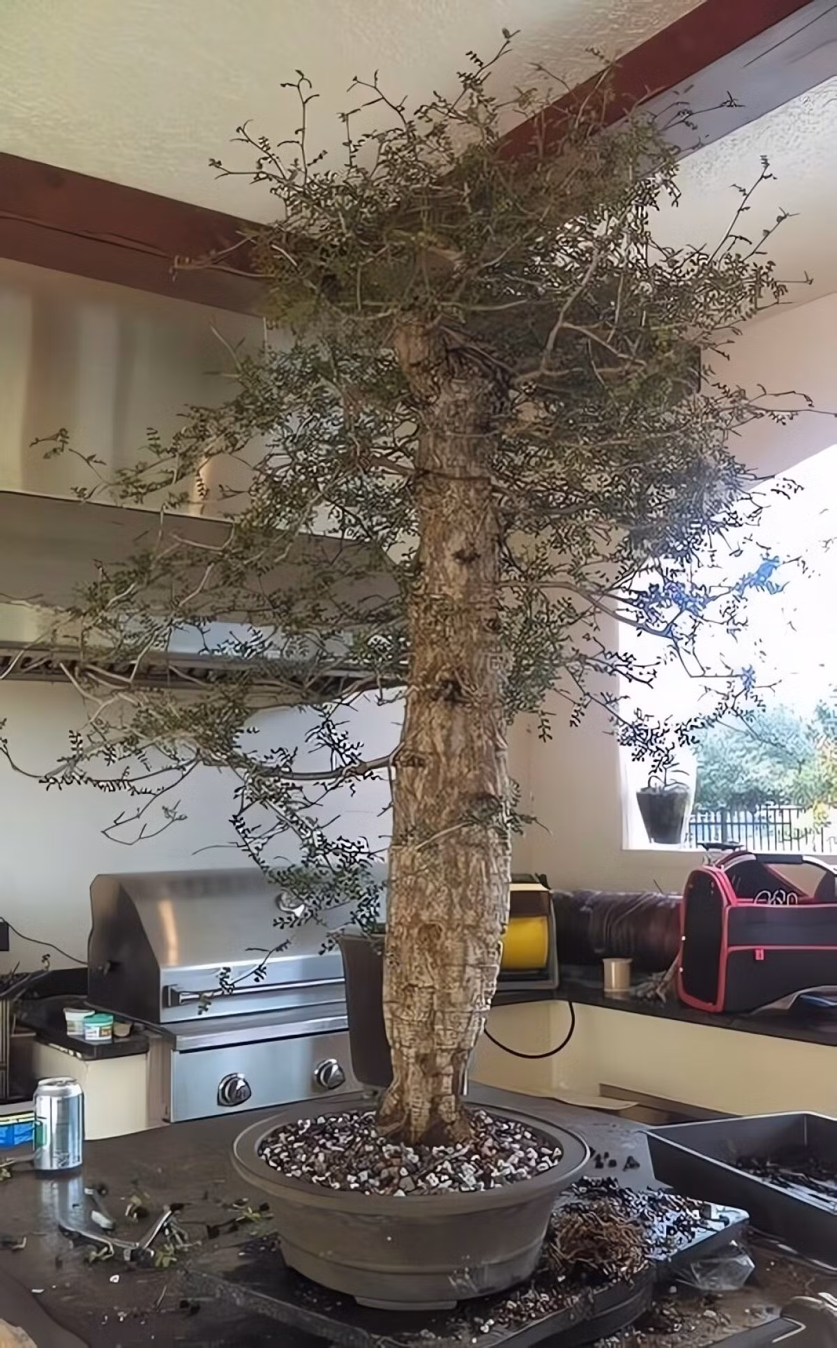 Với thân phình to, sần sùi như da voi, loài cây này vừa mộc mạc vừa uy nghi, khiến ai nhìn cũng không thể rời mắt.