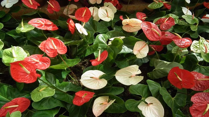 Hồng môn thích đất tơi xốp, thoát nước tốt. Hãy tưới tiết kiệm, phun sương làm mát lá và bón phân lân – kali mỗi tháng để cây nở hoa đều và màu sắc đậm hơn.