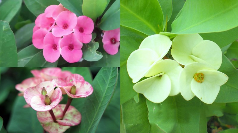 Cách chăm sóc cũng cực kỳ đơn giản. Đặt cây ở ban công hướng Nam để nhận nhiều ánh sáng. Chỉ tưới khi đất chuyển khô trắng và vón lại; tưới sớm dễ làm úng rễ.