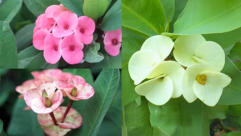 Cách chăm sóc cũng cực kỳ đơn giản. Đặt cây ở ban công hướng Nam để nhận nhiều ánh sáng. Chỉ tưới khi đất chuyển khô trắng và vón lại; tưới sớm dễ làm úng rễ.