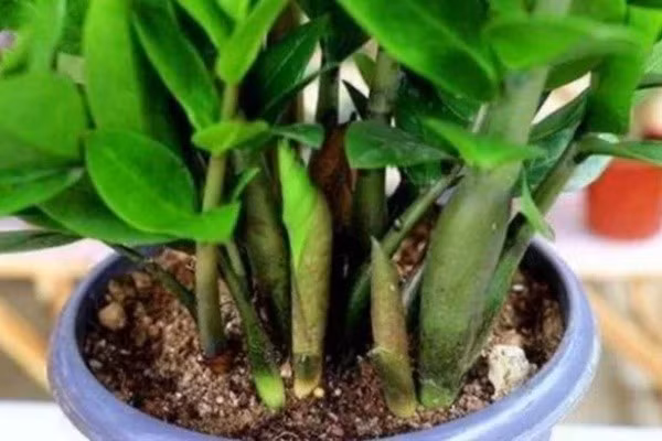  Ý nghĩa: Kim tiền ra hoa là minh chứng cho việc cây được chăm sóc cực tốt và có sinh khí mạnh. Đây là điềm báo về sự thịnh vượng, tiền bạc chuẩn bị "chật két", cuộc sống sung túc, viên mãn.