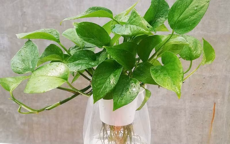 Nhiều gia đình chọn đặt trầu bà ở phòng khách hoặc ban công như một “bộ lọc không khí tự nhiên”, vừa thanh lọc môi trường vừa mang đến cảm giác tươi mới, an lành cho không gian sống.