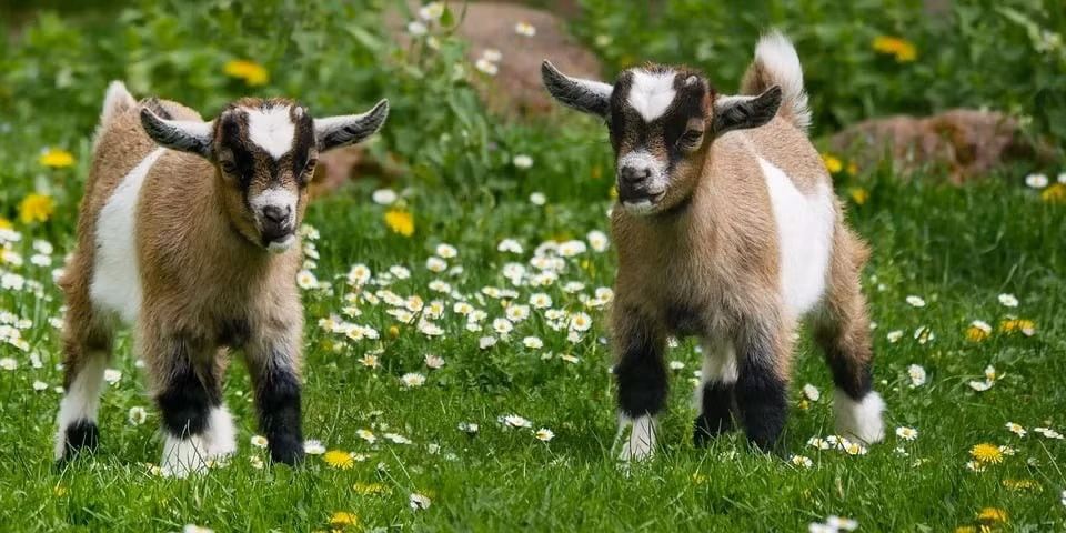 Họ thường xuyên tham gia các hoạt động từ thiện và đóng góp cho xã hội bằng những hành động thiết thực. Nhờ sự cống hiến quên mình này, họ nhận được sự giúp đỡ bất ngờ và thực sự đạt được mục tiêu chinh phục mọi người bằng đức hạnh và kiếm tiền bằng lòng tốt.