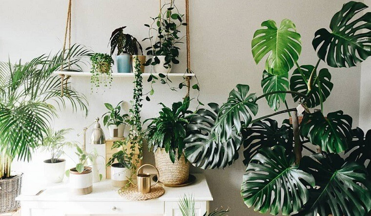 Trong phong thủy, dáng lá xẻ tựa mai rùa - biểu tượng của sự bền vững, trường thọ và sung túc. Người ta tin rằng đặt một chậu trầu bà lá xẻ trong phòng khách hoặc phòng làm việc không chỉ mang lại vẻ xanh mát mà còn giúp chiêu tài, giữ lộc, gia đình thêm thịnh vượng lâu dài.