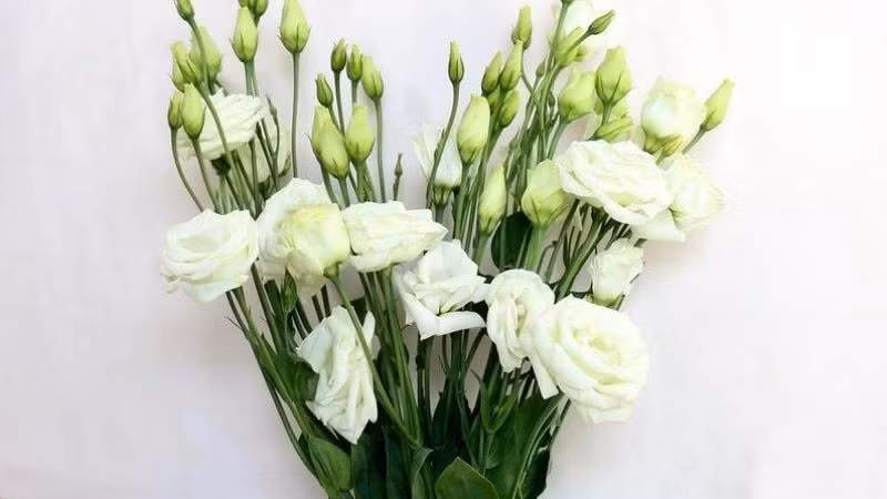 Trưng một bình cát tường nơi góc làm việc, phòng ngủ hay bàn trà là cách nhẹ nhàng để tăng vượng khí cho tổ ấm.