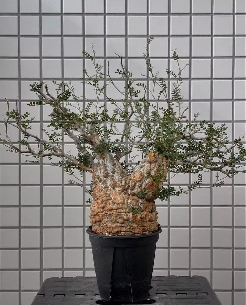 Thế nhưng, không ít cây cảnh ngày nay không chỉ là thú vui mà đã trở thành “kho báu xanh”, được giới nhà giàu coi như tài sản cất giữ giữa thanh thiên bạch nhật.