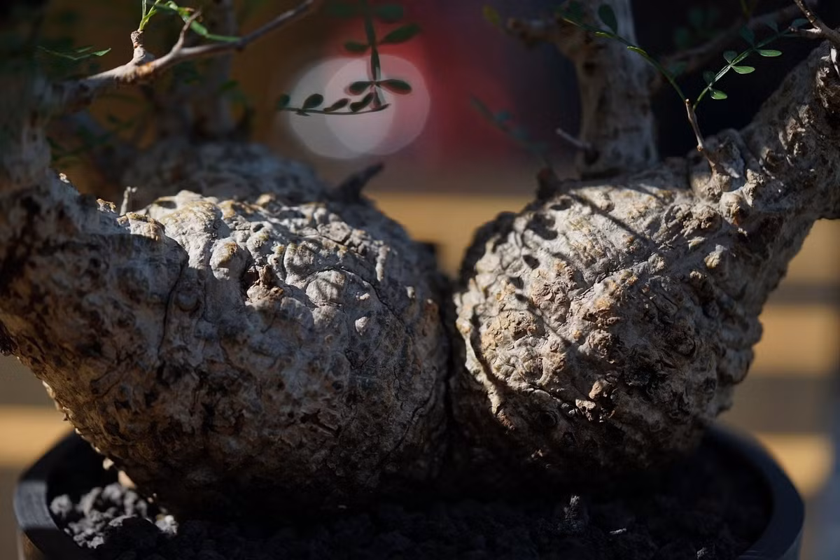 Do hiếm hoi, khó chăm sóc và sinh trưởng chậm, cây chân voi có giá không hề rẻ: từ vài chục USD cây nhỏ cho tới hàng trăm triệu, thậm chí cả chục tỷ đồng.