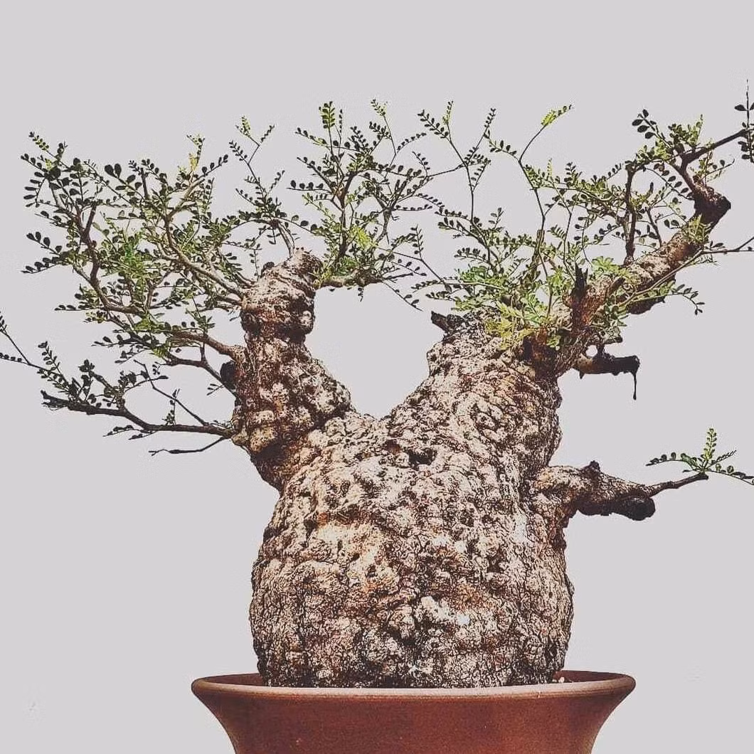 Lá nhỏ xanh đậm mọc thành chùm trên cành zíc zắc, rễ phình xoắn độc đáo, tạo nên một tổng thể bonsai mini lạ mắt.