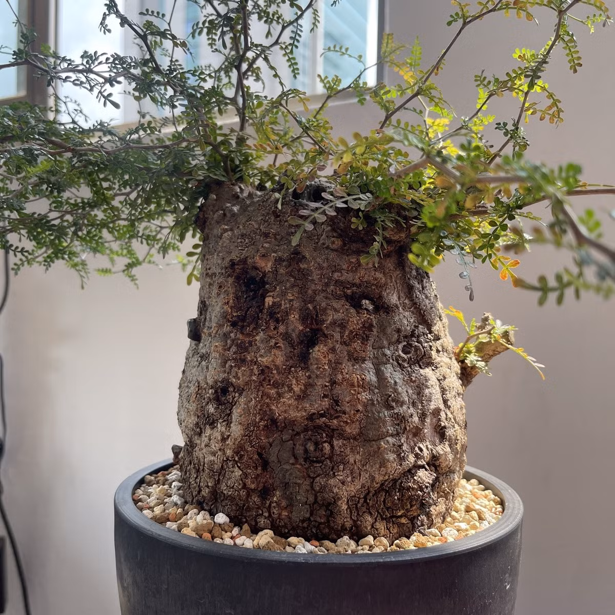 Tuy nhiên, dễ gây nhầm lẫn với nhiều loài cùng nguồn gốc Madagascar, như Moringa drouhardii hay Beaucarnea recurvata, song Operculicarya Pachypus luôn được đánh giá cao nhất.