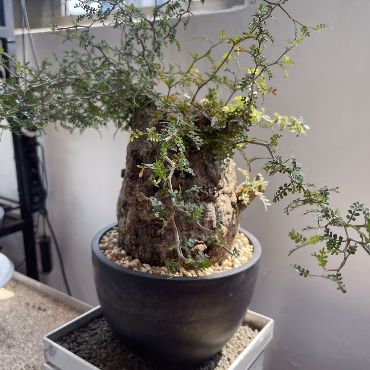 Trong phong thủy, thân phình to của cây tượng trưng cho tài lộc tích tụ; lá xanh tốt biểu trưng sự sinh sôi, đem lại may mắn cho gia chủ.