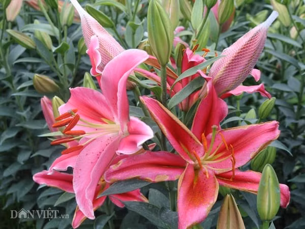 Ngoài ra, hương thơm của hoa ly thuộc nhóm mạnh, dễ lấn át mùi trầm hương và khiến không gian thờ cúng trở nên nồng, thiếu sự tĩnh tại cần thiết.