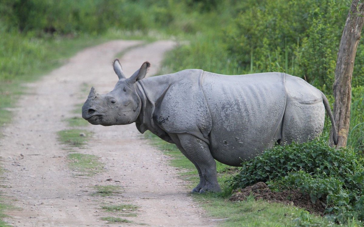  Từng bên bờ tuyệt chủng. Đầu thế kỷ 20, số lượng tê giác một sừng giảm xuống chỉ còn vài trăm cá thể do săn bắn và mất môi trường sống, trở thành một trong những trường hợp suy giảm nghiêm trọng nhất của động vật lớn. Ảnh: inaturalist.
