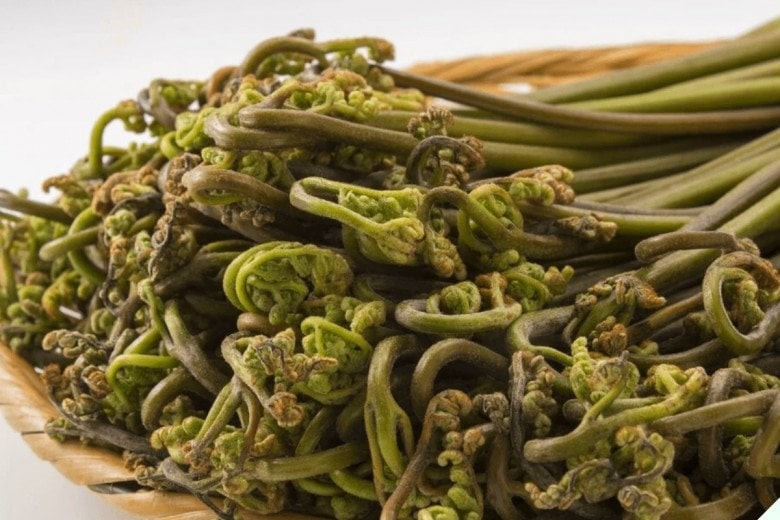  2. Dương xỉ: Loại dương xỉ này có nhiều cái tên khác nhau như rau đầu rồng, rau móng mèo, mọc chủ yếu trong rừng sâu. Người ta chỉ ăn phần ngọn, lúc búp lá non chưa nở, nó rất giàu chất đạm, bột đường và nhiều nguyên tố vi lượng khác.