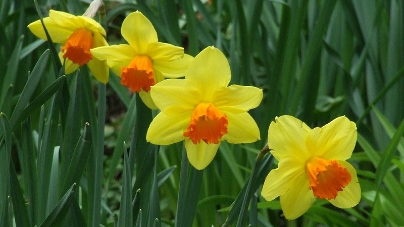 Cách chăm sóc rất đơn giản: ngâm củ qua đêm, đặt vào đĩa nông có nước ngập gốc và để nơi có ánh sáng. Cây vẫn phát triển tốt ngay cả dưới ánh đèn trong nhà.