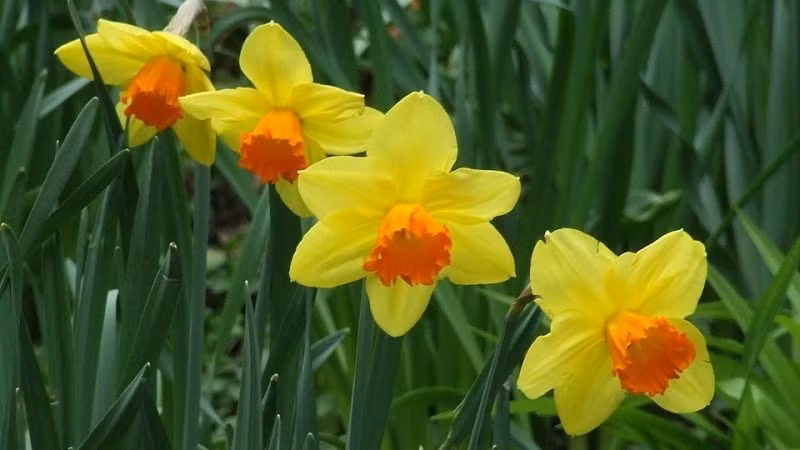 Cách chăm sóc rất đơn giản: ngâm củ qua đêm, đặt vào đĩa nông có nước ngập gốc và để nơi có ánh sáng. Cây vẫn phát triển tốt ngay cả dưới ánh đèn trong nhà.