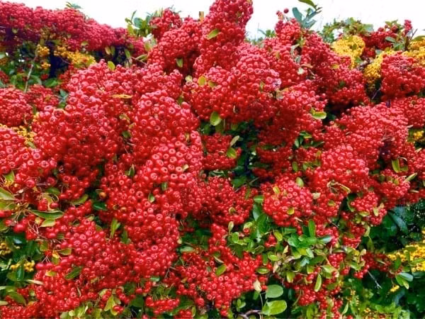  Cách chăm sóc cây cảnh táo gai: Về mặt chăm sóc, đây là một lựa chọn tuyệt vời cho những người lười biếng. Cây cảnh này không đòi hỏi nhiều về đất; đất vườn thông thường là phù hợp. Nó chịu hạn tốt và ưa nắng, tốt nhất là nên trồng ở ban công có nhiều ánh nắng.