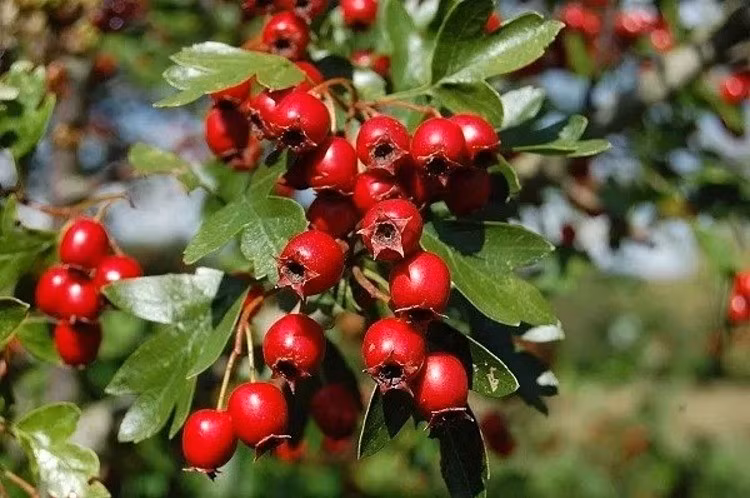 Cây cảnh có tuổi thọ cao và được coi là một loài hoa may mắn, tượng trưng cho sự thịnh vượng, niềm vui, vận may, sức khỏe và trường thọ. Một số người thậm chí còn gọi nó là "quả may mắn".