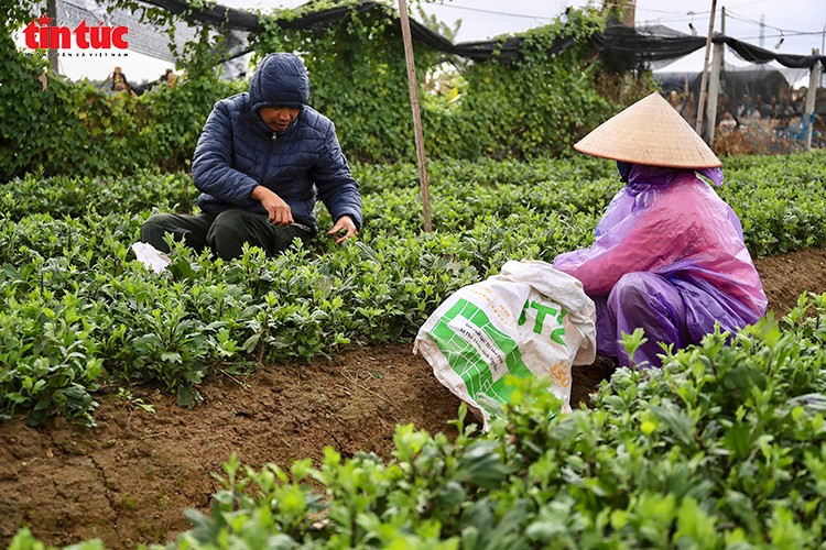 Kiểm tra, tỉa nụ cho hoa trong rét đậm.