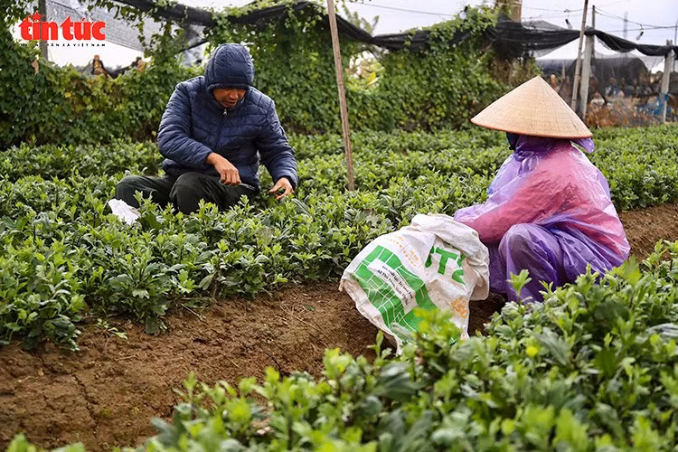 Kiểm tra, tỉa nụ cho hoa trong rét đậm.