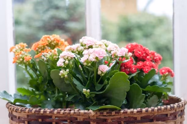 Đặt cây sống đời ở vị trí phù hợp không chỉ làm đẹp không gian mà còn phát huy tối đa khả năng thu hút tài lộc và cải thiện phong thủy của ngôi nhà. Không chỉ mang giá trị biểu tượng, cây sống đời còn được cho là giúp hóa giải sát khí, cải thiện vận mệnh và mang lại sự bình an cho gia đình.