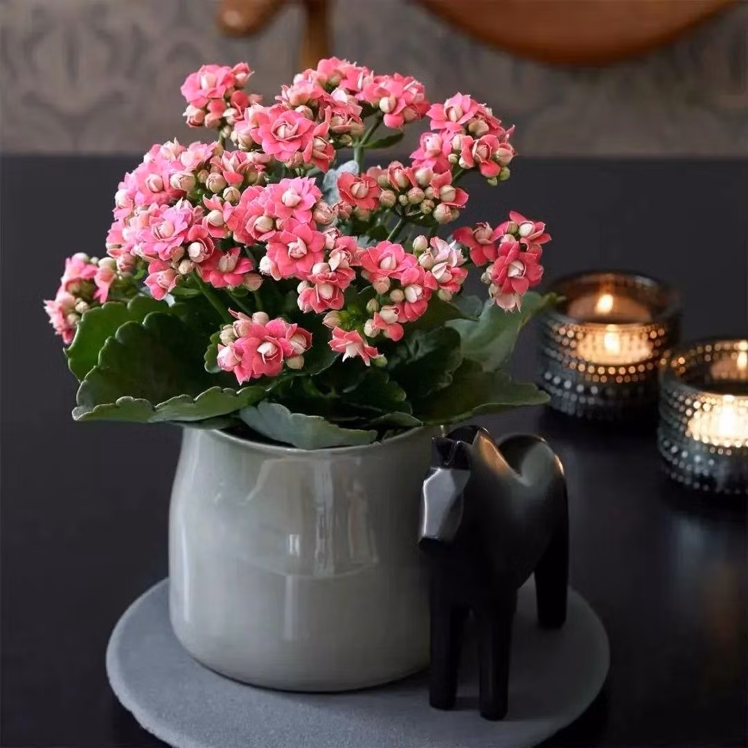  Gian bếp: Trong phong thủy, bếp được xem là nơi giữ gìn sự thịnh vượng và hạnh phúc của gia đình. Một chậu cây sống đời nhỏ đặt ở góc bếp không chỉ làm xanh không gian mà còn giúp tăng sự hòa thuận, mang lại cảm giác ấm cúng.