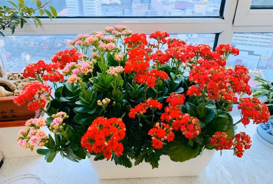  Phòng khách: Phòng khách là nơi tập trung năng lượng quan trọng nhất trong nhà. Đặt một chậu cây sống đời ở góc phòng, trên bàn trà hoặc gần kệ TV không chỉ tăng tính thẩm mỹ mà còn kích hoạt năng lượng may mắn, mang lại sự hài hòa và thịnh vượng.