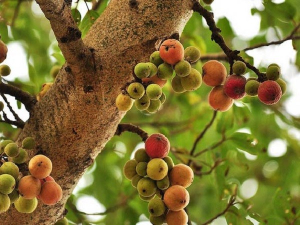 Ngoài công dụng che mát, sung còn cho quả quanh năm, có thể dùng để ăn sống, muối chua hoặc chế biến thành các món ăn dân dã. Đặc biệt, quả sung thường xuyên góp mặt trong mâm ngũ quả ngày Tết với mong muốn mang lại sự đủ đầy cho cả năm.