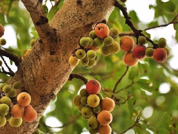 Ngoài công dụng che mát, sung còn cho quả quanh năm, có thể dùng để ăn sống, muối chua hoặc chế biến thành các món ăn dân dã. Đặc biệt, quả sung thường xuyên góp mặt trong mâm ngũ quả ngày Tết với mong muốn mang lại sự đủ đầy cho cả năm.