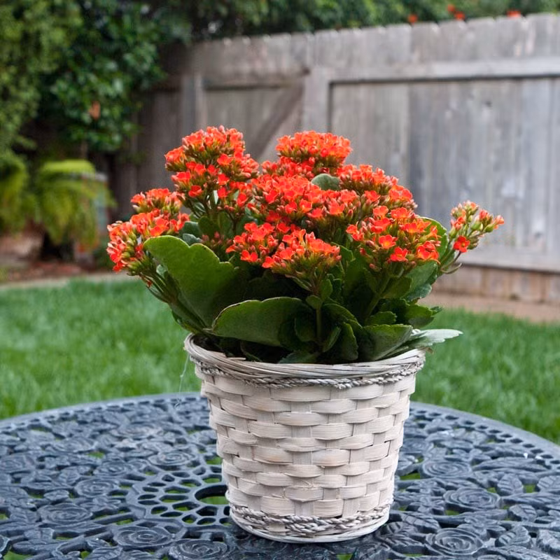 Tình cảm gia đình gắn bó: Những chiếc lá dày, mọng nước, mọc đối xứng biểu thị sự hài hòa, tình cảm keo sơn giữa các thành viên trong gia đình.