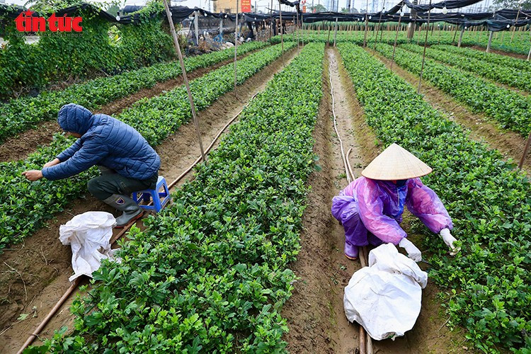 Giữa mưa rét, nông dân làng hoa Hà Nội lội ruộng từ sáng sớm để kiểm tra, chăm sóc các luống hoa cúc phục vụ thị trường Tết.