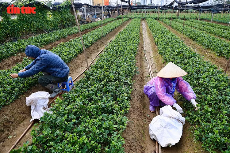 Giữa mưa rét, nông dân làng hoa Hà Nội lội ruộng từ sáng sớm để kiểm tra, chăm sóc các luống hoa cúc phục vụ thị trường Tết.