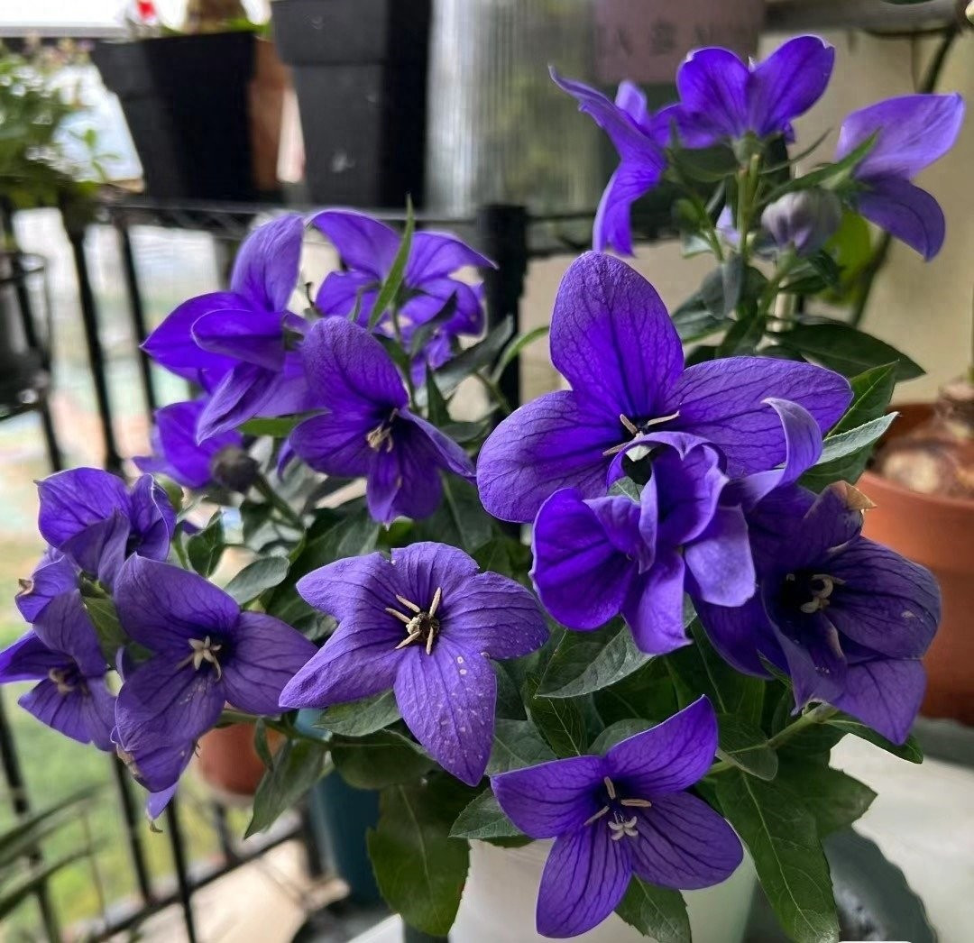 Cây cảnh có hình dáng thanh thoát, hoa đẹp và mơ màng. Đây là vật trang trí hiếm, là vật liệu tuyệt vời cho sân trong, vườn và luống hoa, đồng thời cũng là loại thảo mộc trồng trong chậu tuyệt vời.