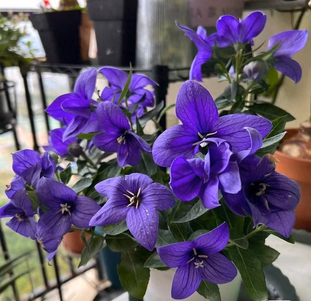 Cây cảnh có hình dáng thanh thoát, hoa đẹp và mơ màng. Đây là vật trang trí hiếm, là vật liệu tuyệt vời cho sân trong, vườn và luống hoa, đồng thời cũng là loại thảo mộc trồng trong chậu tuyệt vời.