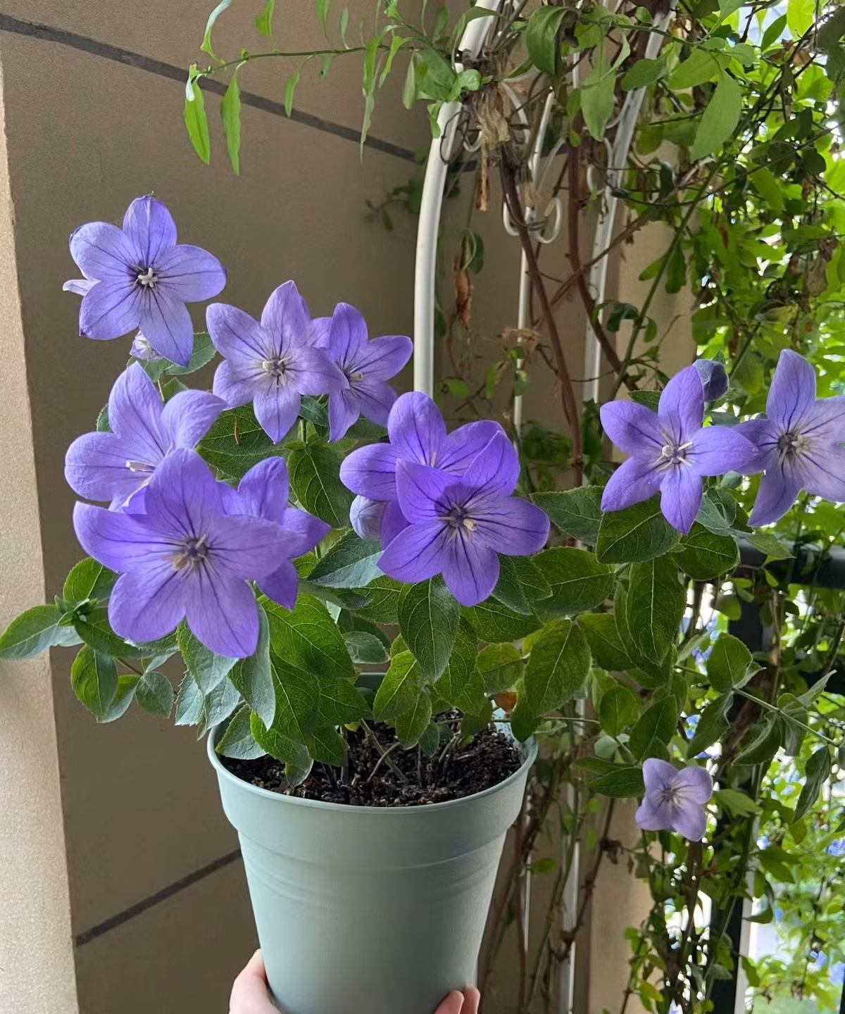 Màu sắc của hoa là xanh, tím, xanh tím than và trắng, hồng tất cả đều là những màu tương đối đẹp. Màu xanh tím mang tính quý phái và lạnh lẽo, màu trắng mang tính tươi mới và thanh lịch, đặc biệt là màu xanh và tím, rất bắt mắt trong khu vườn.