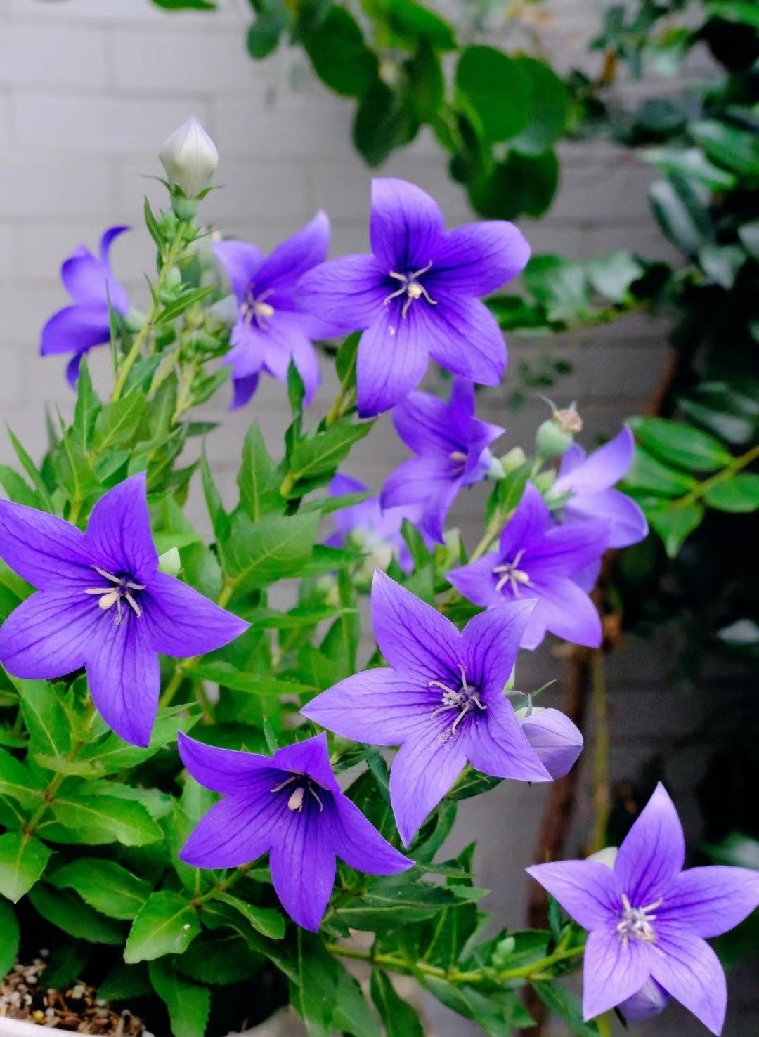 Hoa bong bóng - hoa bóng bay hay còn gọi là cây cát cánh có tên khoa học là (Platycodon grandiflorum), tên tiếng Anh thường gọi là Balloon flower (hoa bóng bay) hoặc Chinese Platycodon.