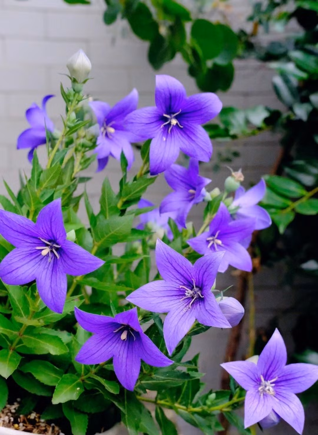 Hoa bong bóng - hoa bóng bay hay còn gọi là cây cát cánh có tên khoa học là (Platycodon grandiflorum), tên tiếng Anh thường gọi là Balloon flower (hoa bóng bay) hoặc Chinese Platycodon.