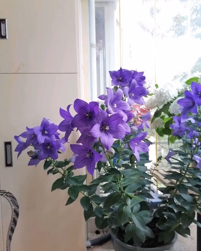 Xét về khả năng ra hoa, hoa bong bóng rất siêng nở hoa. Loài hoa này bắt đầu nở hoa ngay khi nhiệt độ ấm lên hằng năm và thời kỳ nở hoa có thể kéo dài cho đến khi sương giá buông xuống.