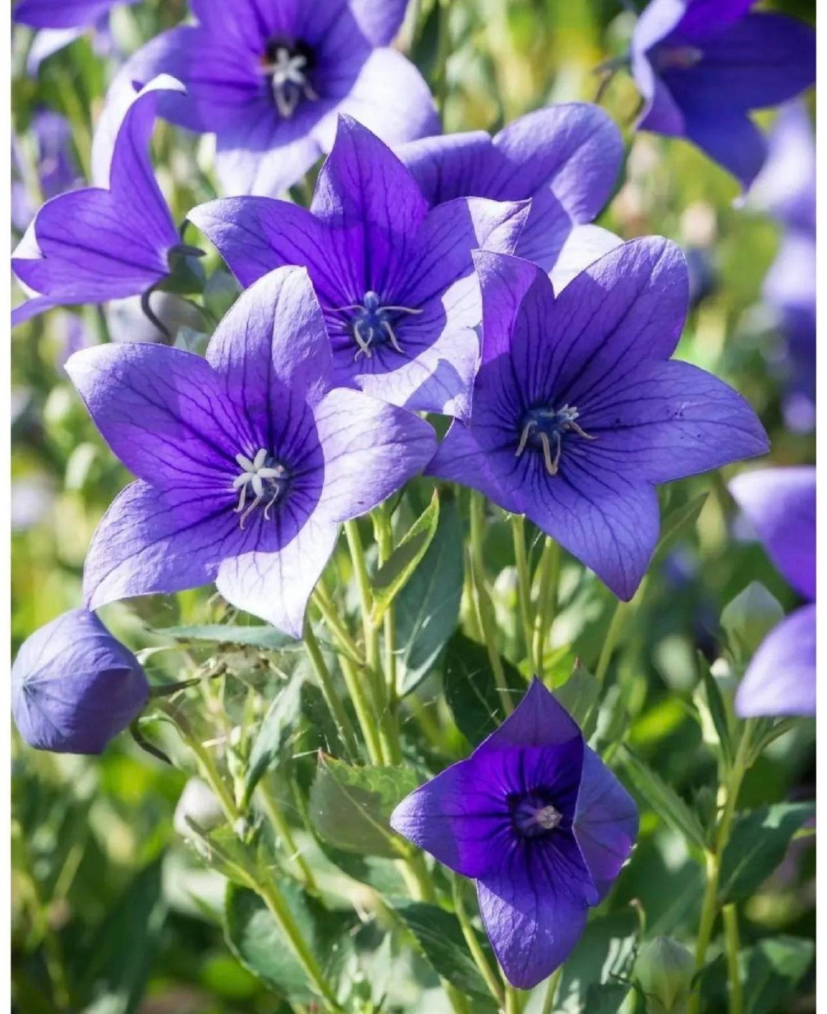 Đây là một loại cây lâu năm thân thảo được đánh giá cao vì những nụ giống như quả bóng nổi bật của nó nở thành những bông hoa lớn hình chuông, thường có màu xanh tím đậm.