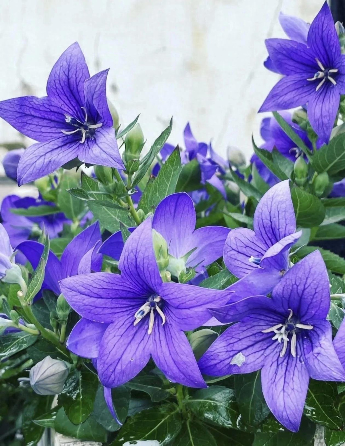 Mùa hè là mùa "buồn" đối với người trồng hoa, cây cảnh, nhiều loại hoa sẽ không chịu được nhiệt mà tàn lụi, đặc biệt là những cây thân thảo. Tuy nhiên, cũng có những trường hợp ngoại lệ, càng nắng càng nở hoa rực rỡ, trong đó có cây cảnh hoa bong bóng (Balloon Flower - Platycodon grandiflorum).